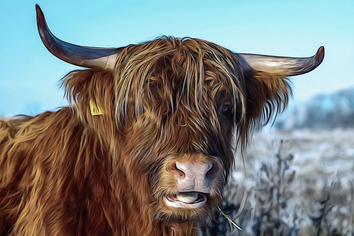 Higland Cow Portrait Oil Painting Home Decor Premium Quality Poster Print Choose Your Sizes