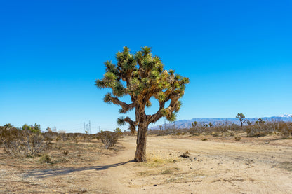 Joshua Tree on Mojave Desert View Photograph Print 100% Australian Made