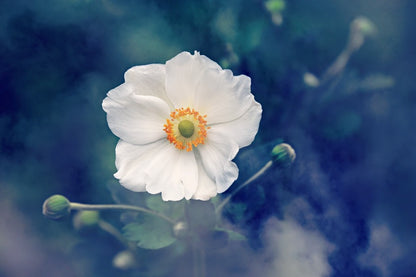 White Anemone Flower Closeup Photograph Print 100% Australian Made