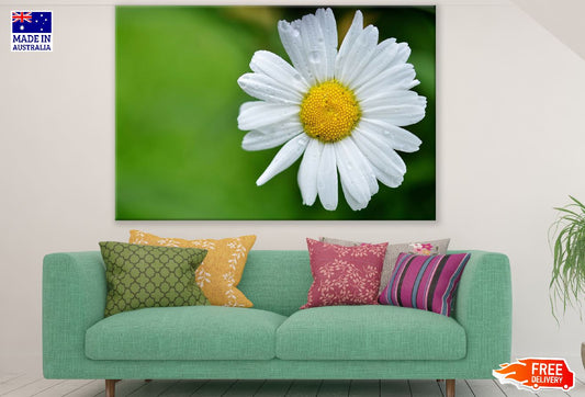 White Daisy Flower Closeup Photograph Print 100% Australian Made