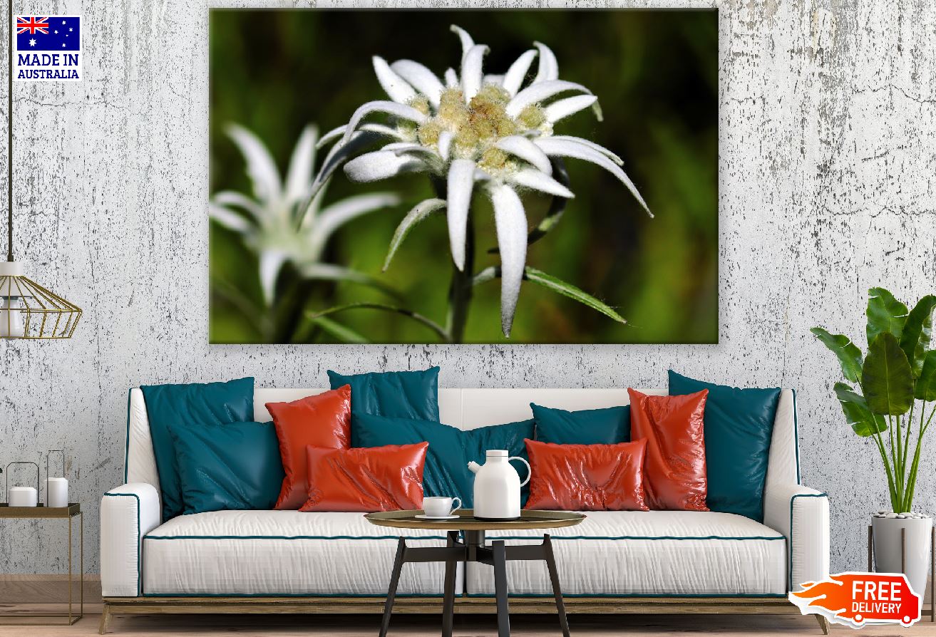 White Edelweiss Flowers Closeup Photograph Print 100% Australian Made