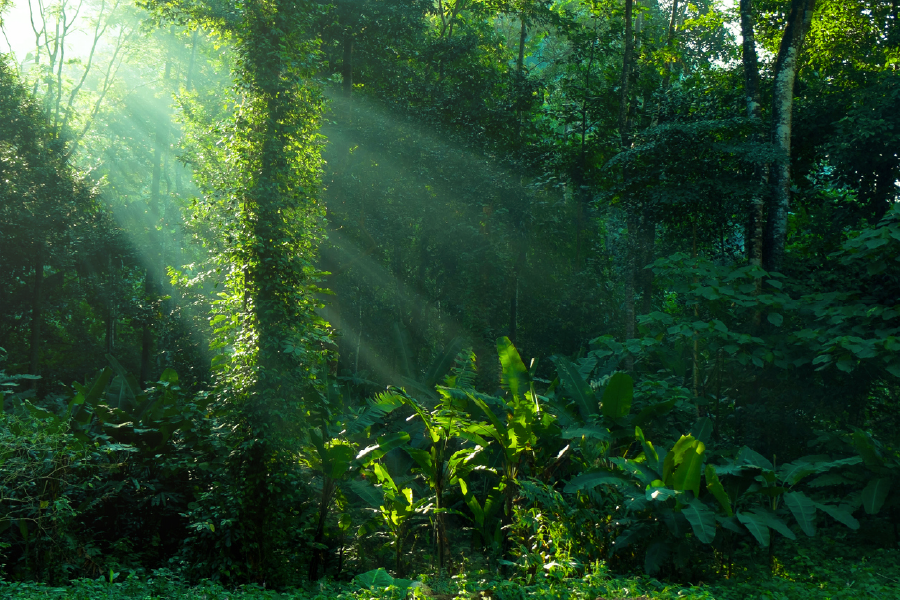 Sunlight & Nature Forest Photograph Print 100% Australian Made