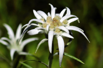 White Edelweiss Flowers Closeup Photograph Print 100% Australian Made