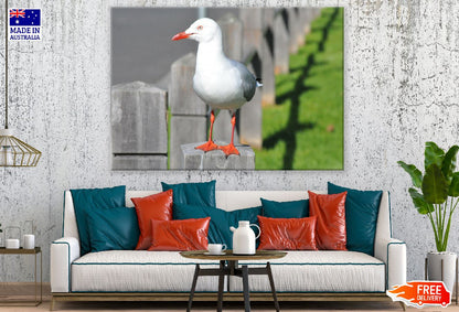 Seagull Bird Closeup Photograph Print 100% Australian Made