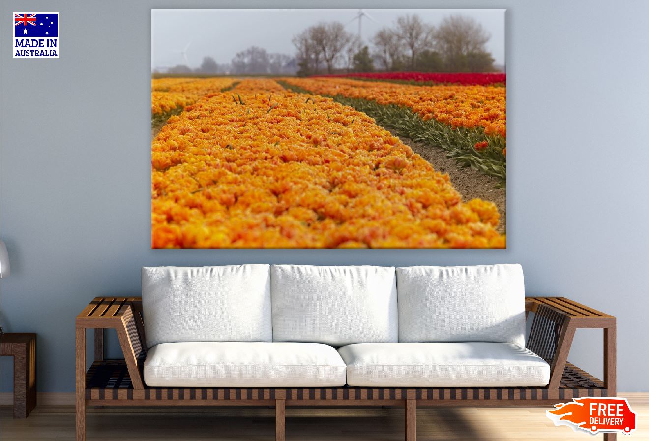 Orange Tulip Flower Field Photograph Print 100% Australian Made
