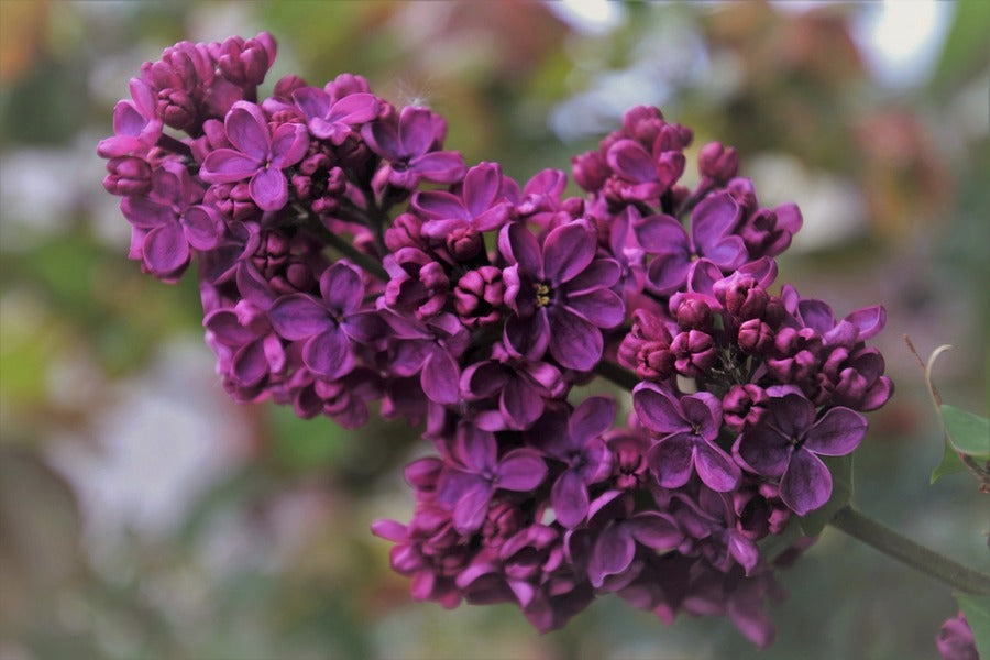Purple Lilac Flowers Closeup Photograph Print 100% Australian Made