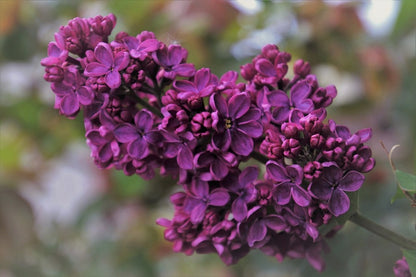 Purple Lilac Flowers Closeup Photograph Print 100% Australian Made
