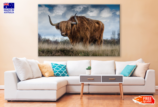 Brown Highland Cow Standing Photograph Painting Print 100% Australian Made