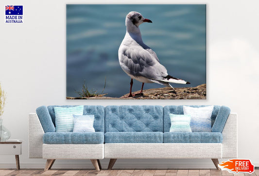 Seagull Bird Closeup Photograph Print 100% Australian Made