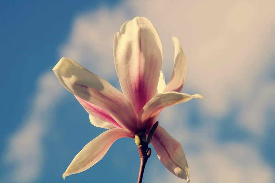 White Magnolia Flower Closeup Photograph Print 100% Australian Made