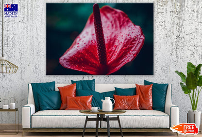 Red Anthurium Flower Closeup Photograph Print 100% Australian Made