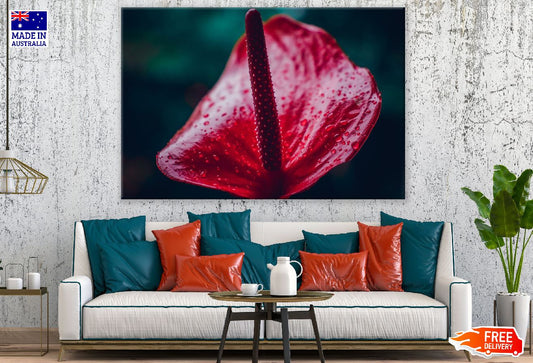 Red Anthurium Flower Closeup Photograph Print 100% Australian Made