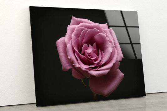 Rose Flower Closeup Photograph Acrylic Glass Print Tempered Glass Wall Art 100% Made in Australia Ready to Hang