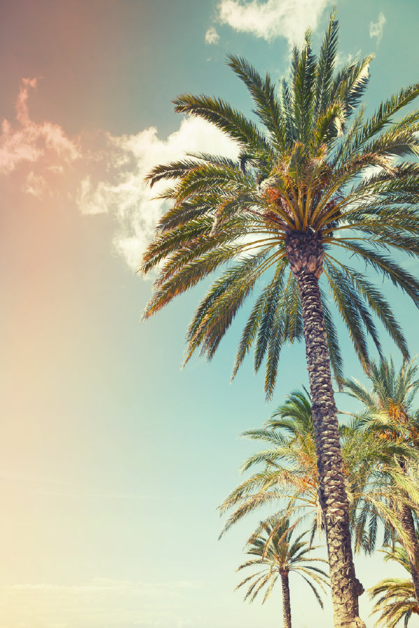 Palm Trees Over Cloudy Sky View Photograph Print 100% Australian Made