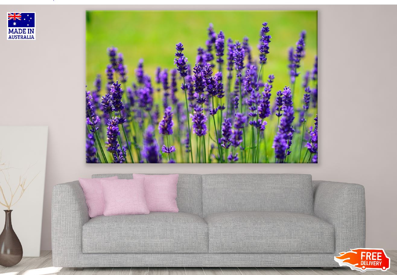 Lavender Flowers Photograph Print 100% Australian Made