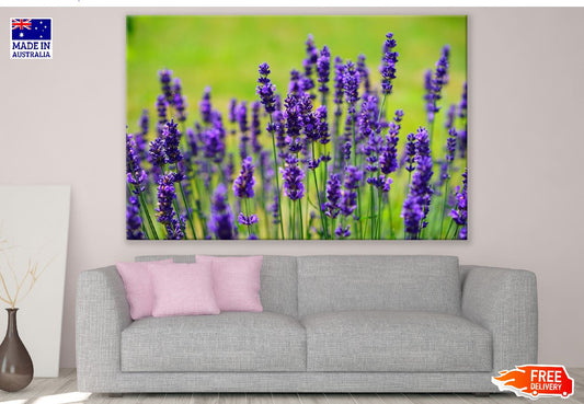 Lavender Flowers Photograph Print 100% Australian Made