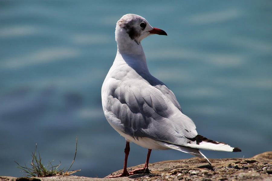 Seagull Bird Closeup Photograph Print 100% Australian Made