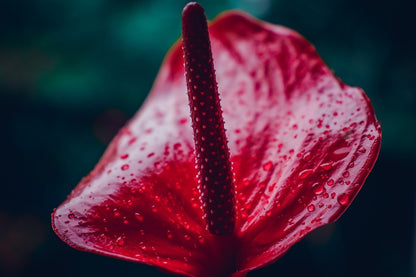 Red Anthurium Flower Closeup Photograph Print 100% Australian Made
