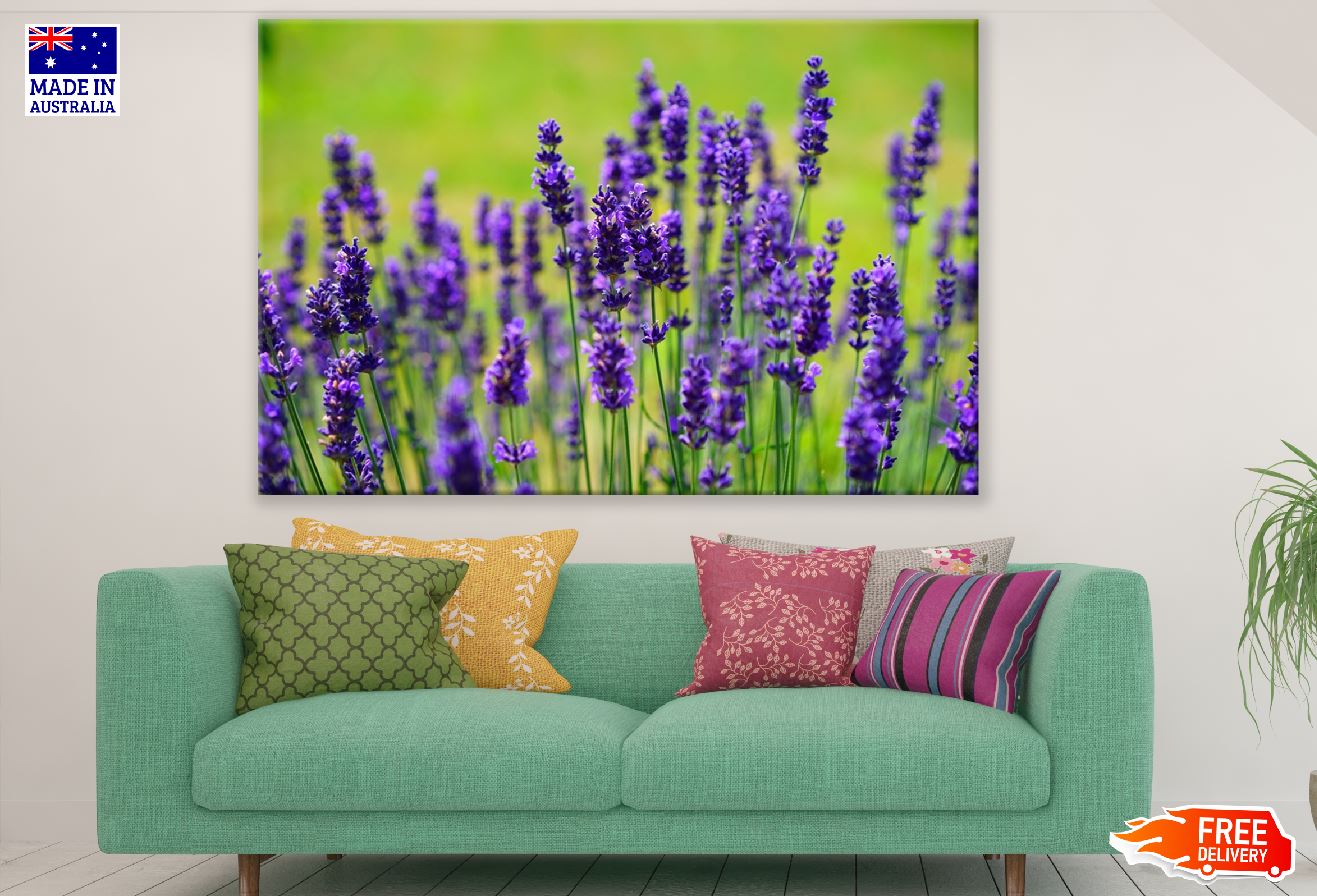 Lavender Flowers Photograph Print 100% Australian Made