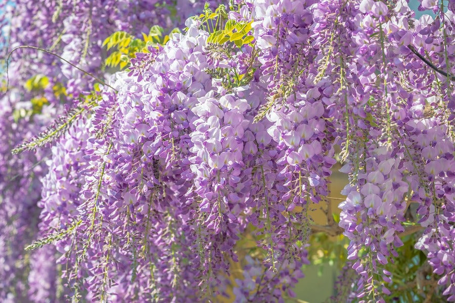 Purple Wisteria Flowers Photograph Print 100% Australian Made