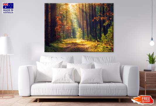 Nature Trees & Forest Sunset Photograph Print 100% Australian Made