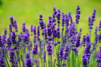 Lavender Flowers Photograph Print 100% Australian Made