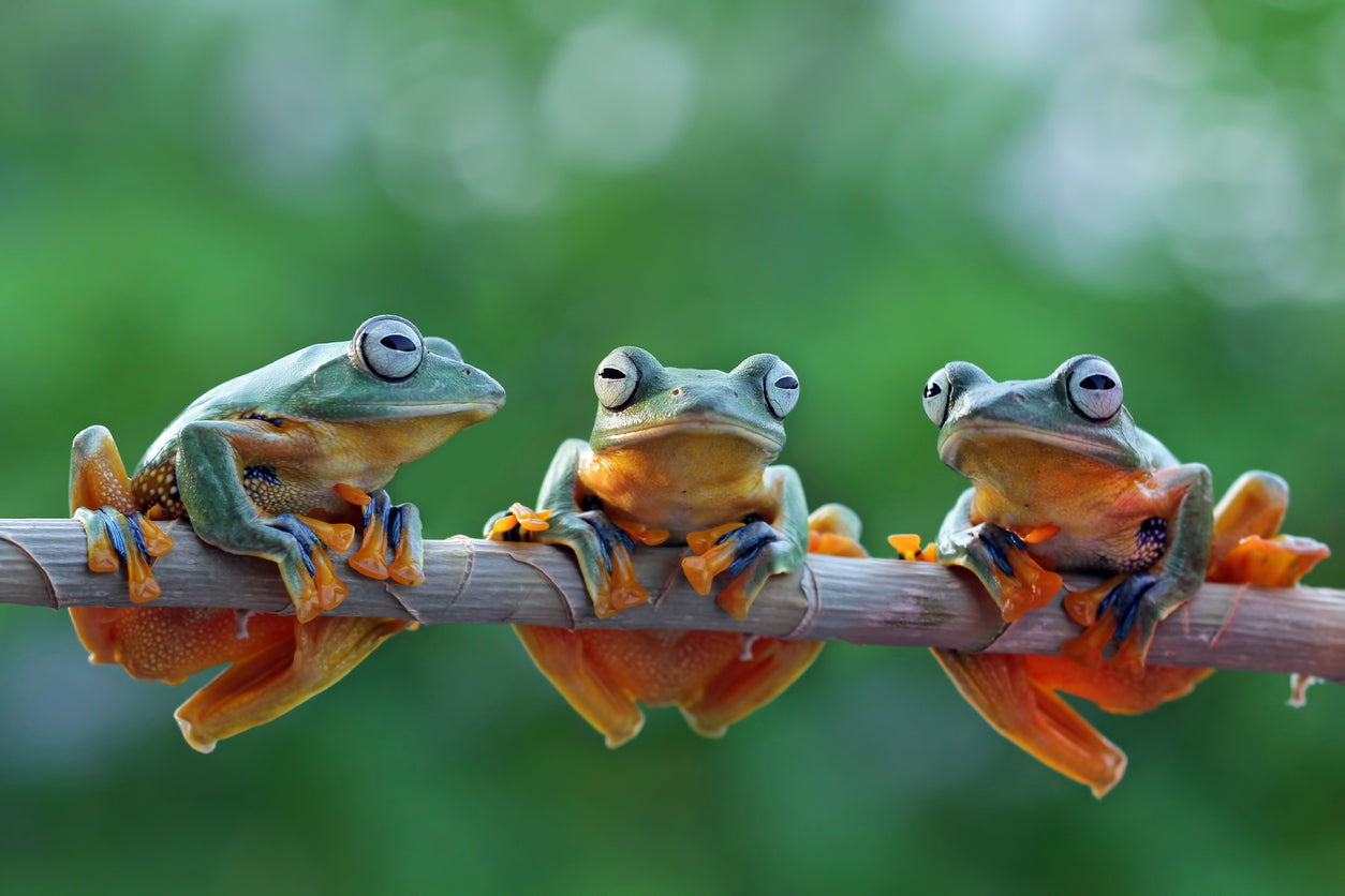 Frogs on Tree Branch Closeup View Photograph Print 100% Australian Made