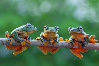 Frogs on Tree Branch Closeup View Photograph Print 100% Australian Made