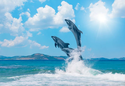 Dolphins at Beach Photograph Home Decor Premium Quality Poster Print Choose Your Sizes