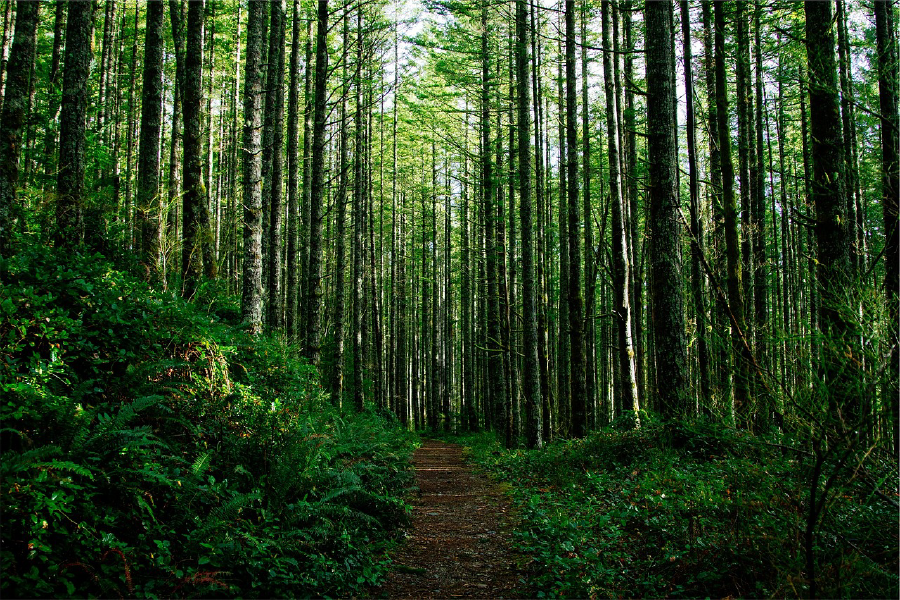 Tall Trees Forest Photograph Print 100% Australian Made