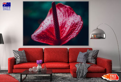 Red Anthurium Flower Closeup Photograph Print 100% Australian Made