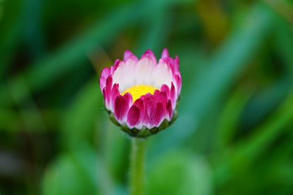 Pink Flower Closeup Photograph Print 100% Australian Made