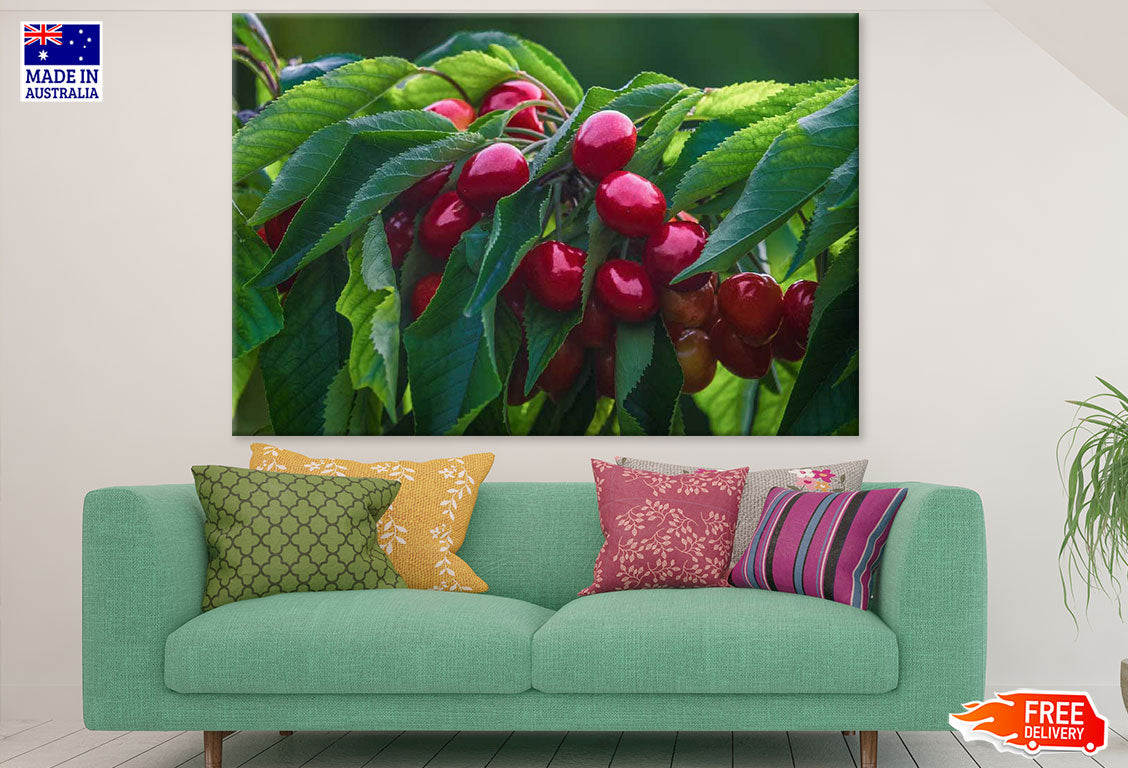 Cherries Closeup Photograph Print 100% Australian Made