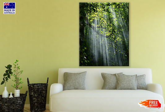 Rain Forest Sunlight Photograph Print 100% Australian Made