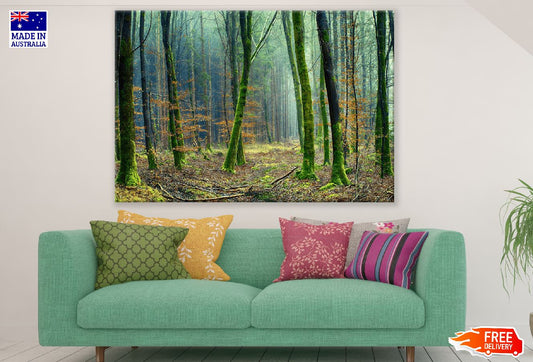 Sparse Dense Forest Photograph Print 100% Australian Made