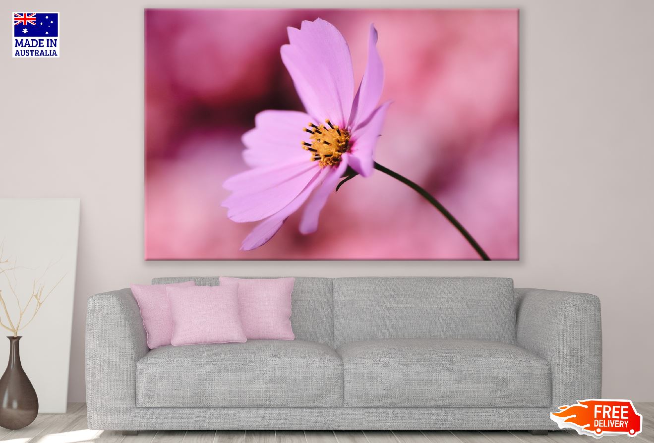 Pink Cosmos Flower Closeup Photograph Print 100% Australian Made