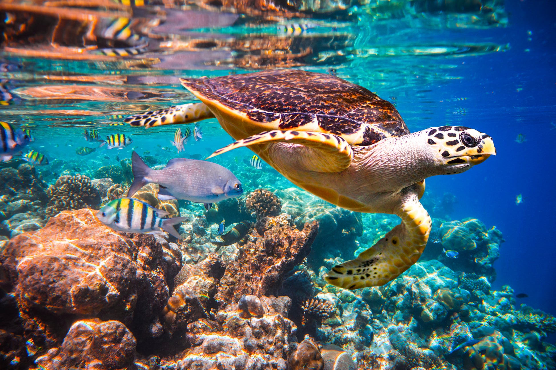 Turtle Swim in Sea Near Corals Photograph Print 100% Australian Made