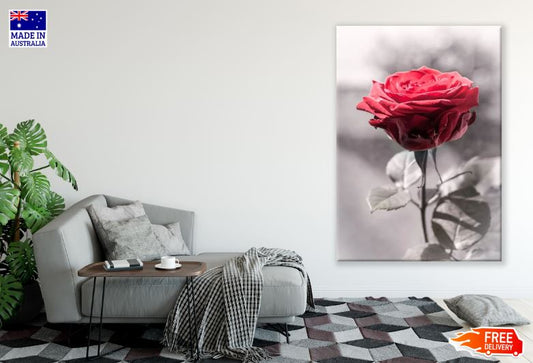 Red Rose With B&W Print 100% Australian Made