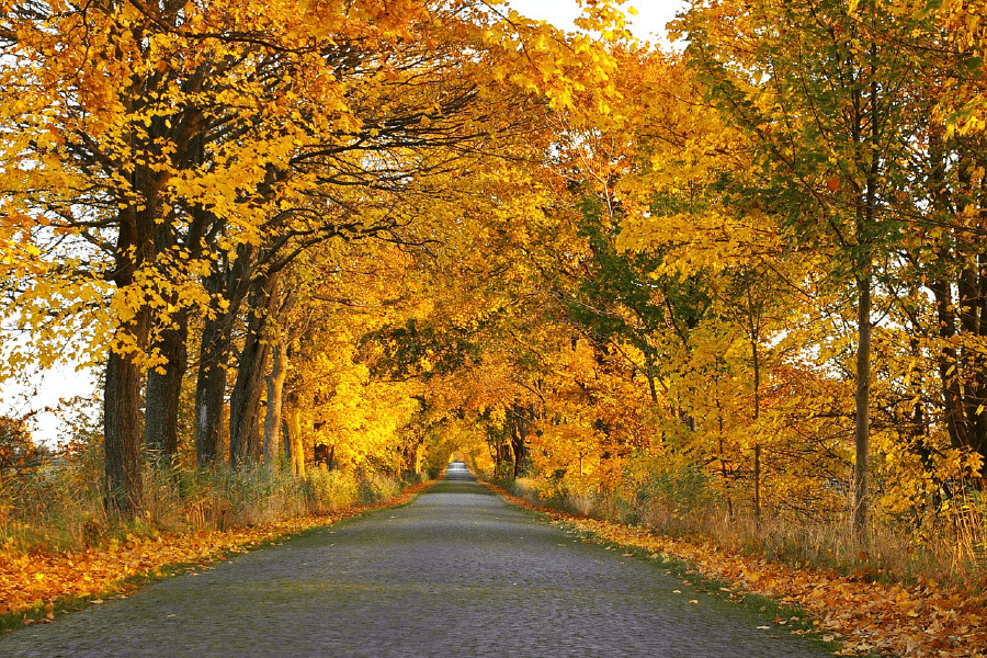 Road in Maple Tree Forest Photograph Print 100% Australian Made