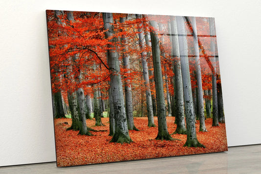 Red Leaves Tree Forest Photograph Acrylic Glass Print Tempered Glass Wall Art 100% Made in Australia Ready to Hang