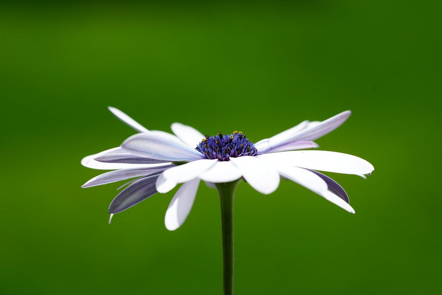 White Cosmos Flower Photograph Print 100% Australian Made