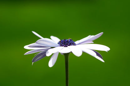 White Cosmos Flower Photograph Print 100% Australian Made