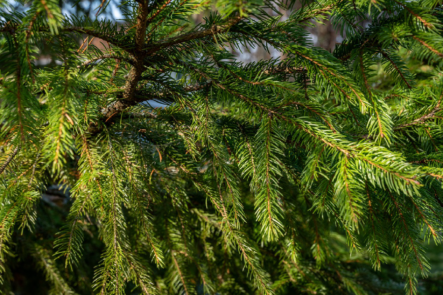 Pine Tree Closeup Photograph Print 100% Australian Made