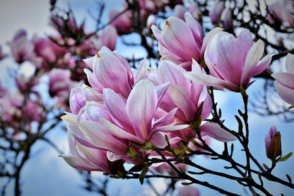 White Pink Magnolia Flowers Photograph Print 100% Australian Made