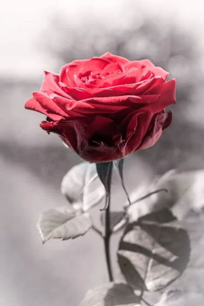 Red Rose With B&W Print 100% Australian Made