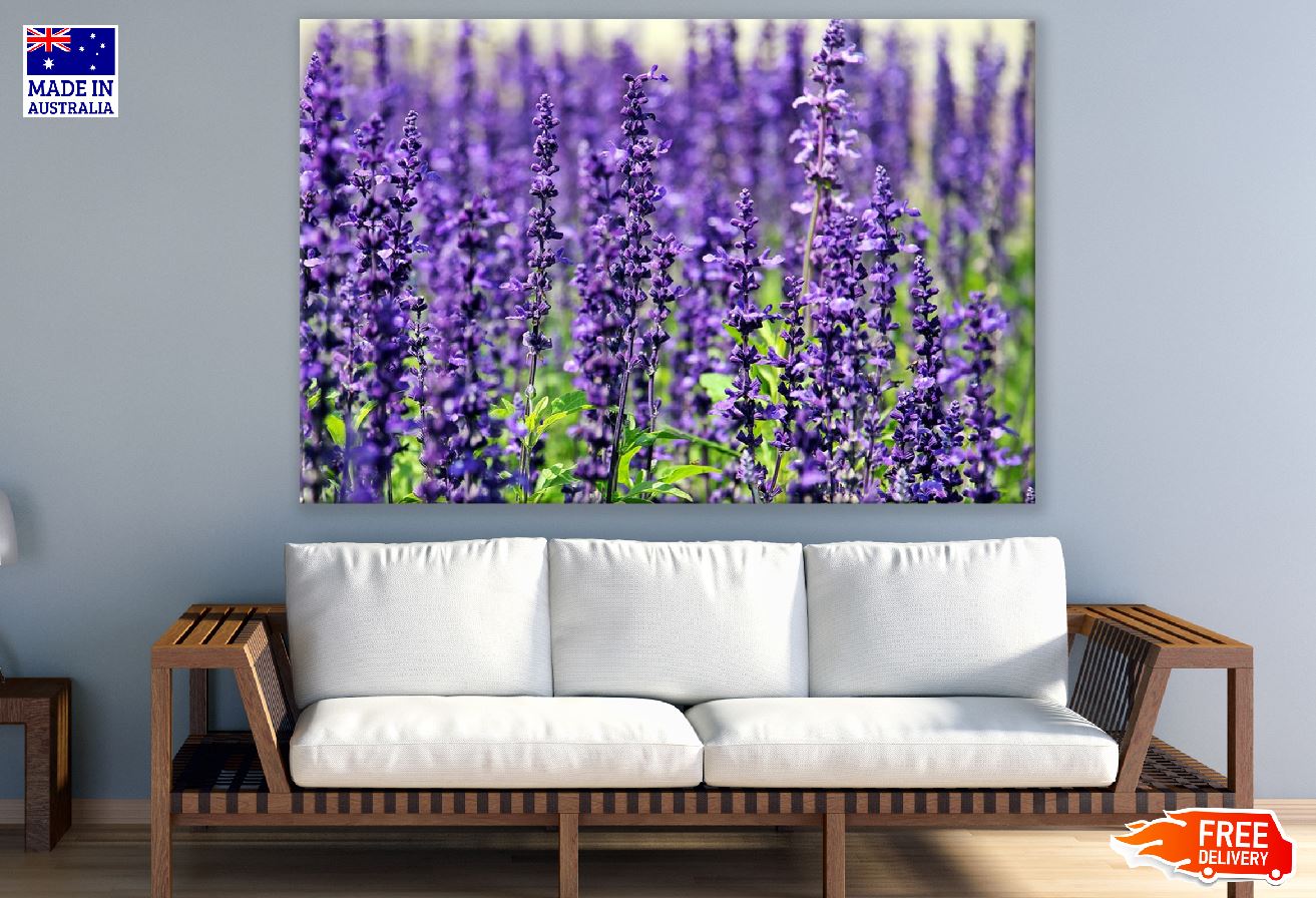 Lavender Flowers Closeup Photograph Print 100% Australian Made