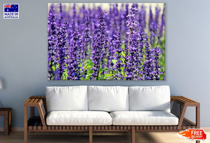 Lavender Flowers Closeup Photograph Print 100% Australian Made