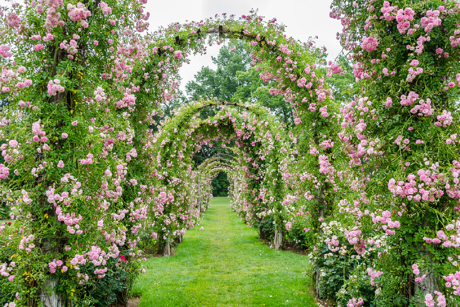 Elizabeth Rose Garden Photograph Print 100% Australian Made