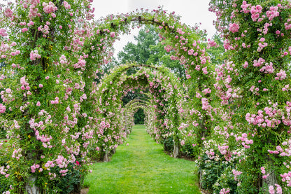 Elizabeth Rose Garden Photograph Print 100% Australian Made