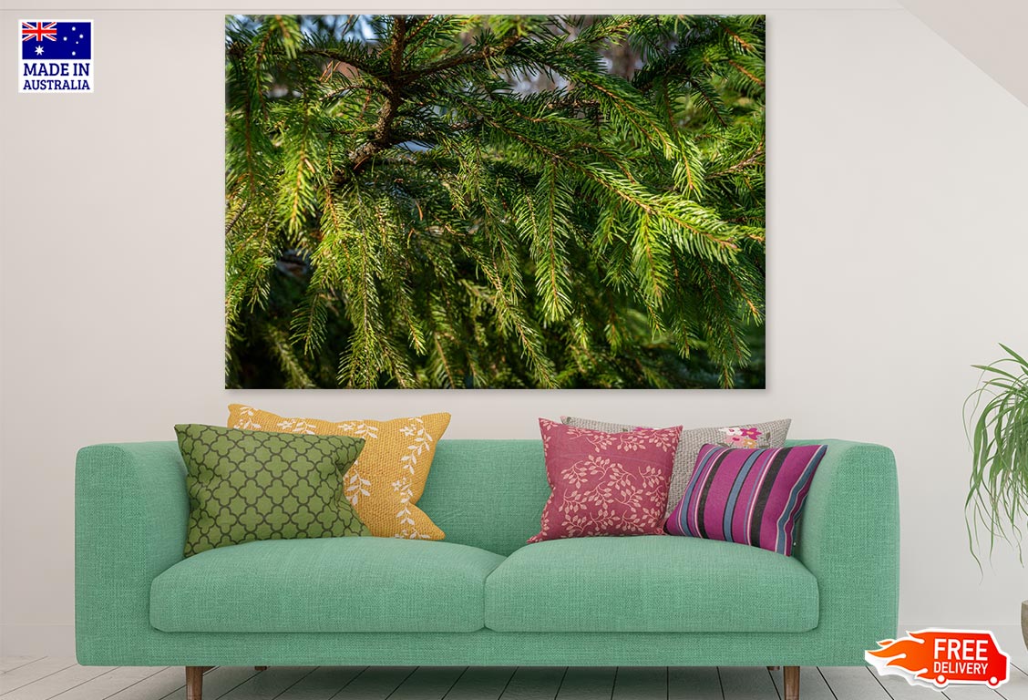 Pine Tree Closeup Photograph Print 100% Australian Made